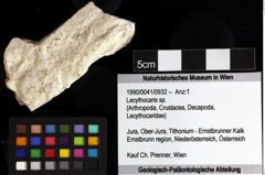 Foto (Objket + Etiketten) von Lecythocaris sp. 